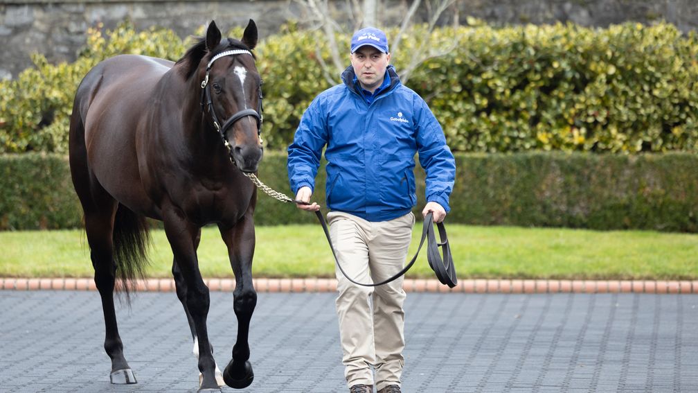 Blue Point is now the sire of three Group 1 winners
