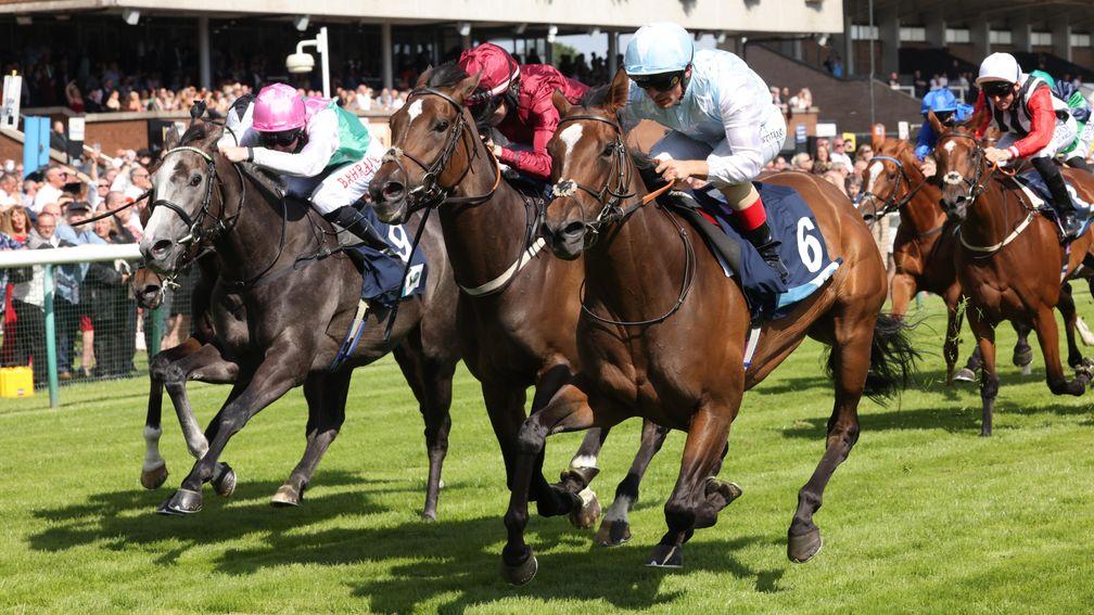 Rising Star (right): last year's Royal Ascot winner is set to return to the track on January 13
