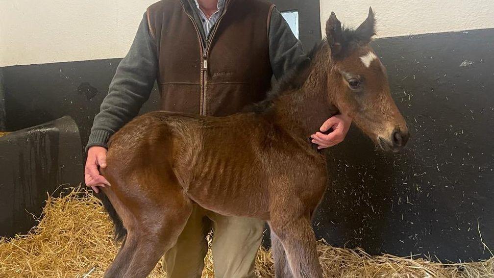 Tinnakill House's Fifty Stars filly out of the Grade 3-placed Lady Breffni