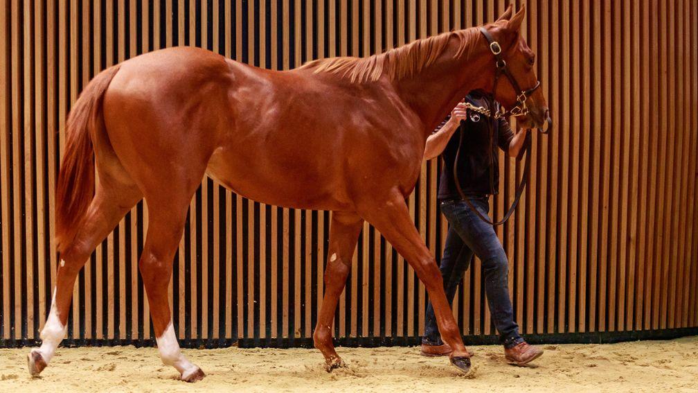 The €300,000 top lot at Arqana on Wednesday, a colt by Showcasing