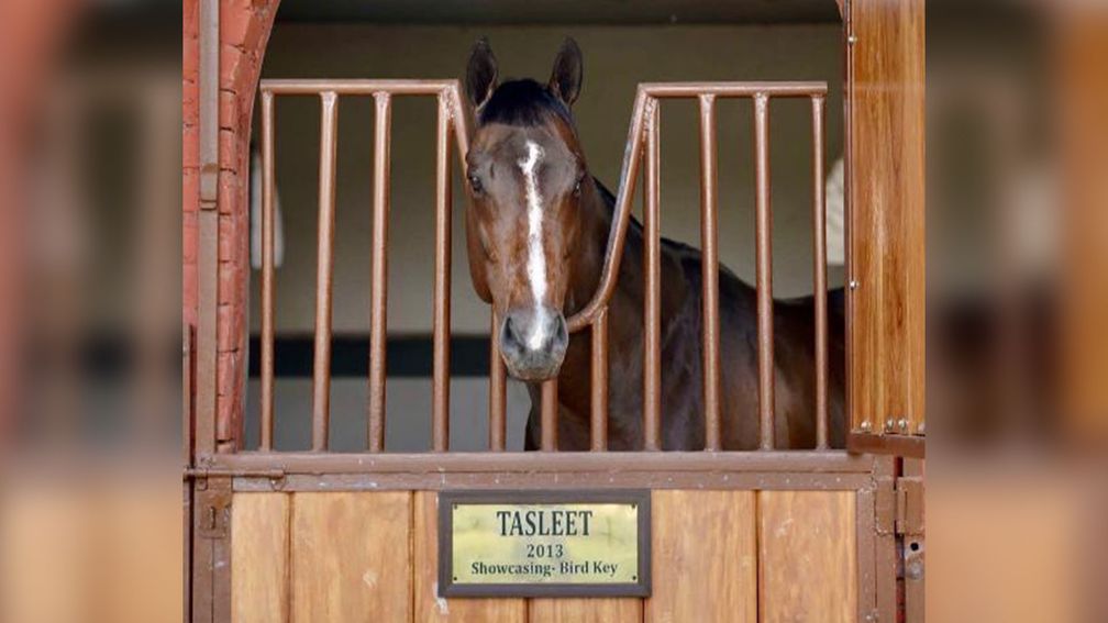 Tasleet surveys the scene at Star Born Stud in India