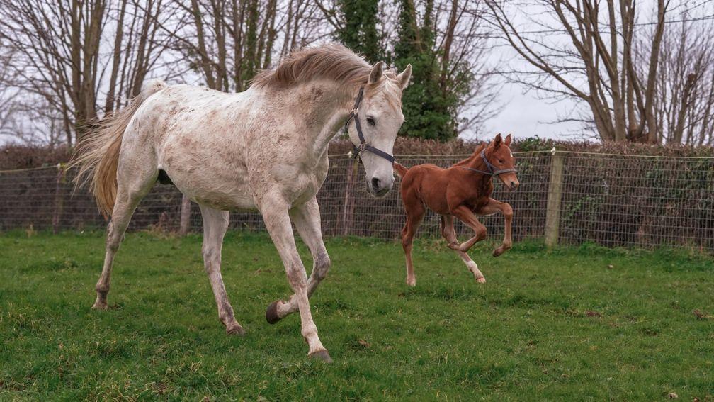 Orla Donworth's Earthlight colt out of Stone Roses