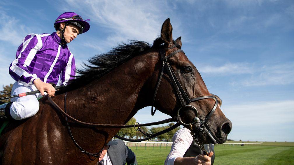 Ten Sovereigns has an interesting weanling son up for offer in Deauville