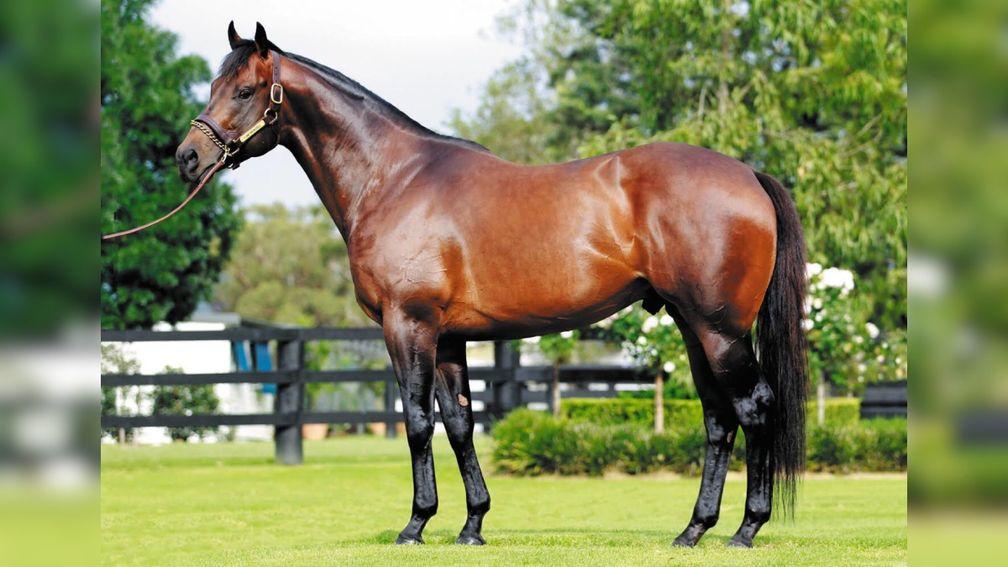 I Am Invincible: currently Australia's most expensive stallion
