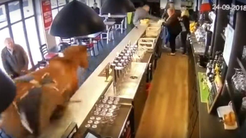 A horse got loose in a bar in Chantilly