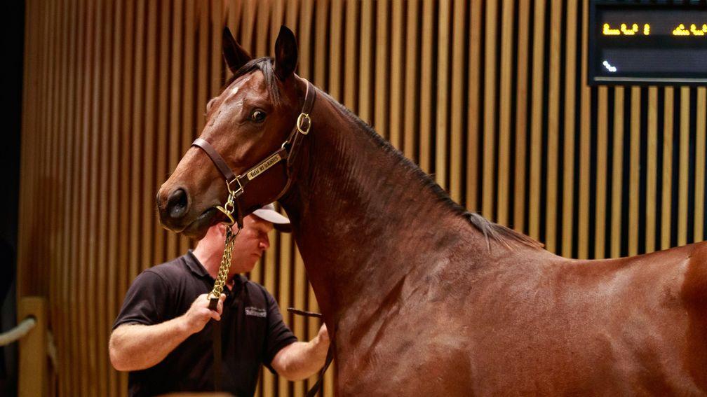 Wootton Bassett colt sold by Haras des Sablonnets for €200,000 at Arqana on Wednesday