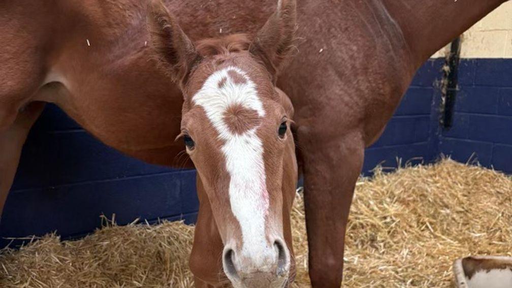 Alne Park Stud's filly by Mare Australis