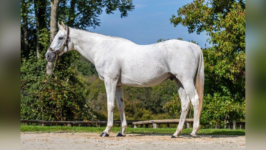 Kendargent: stalwart sire is represented at Arqana