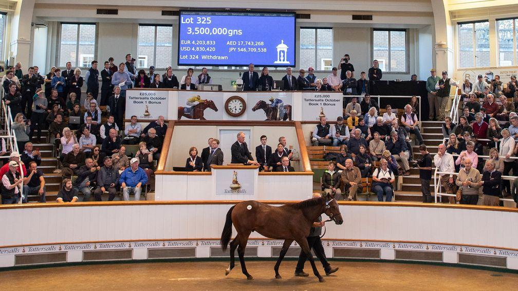 Lot 325 now named Darain sells for 3.5m Guineas to David RedversNewmarket 10.10.18 Pic: Edward Whitaker