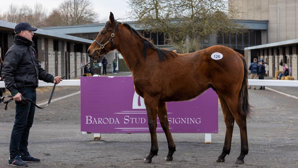 Baroda Stud's Sottsass colt sold for €115,000 at the Goffs February Sale