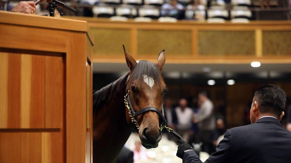 Gainesway's Into Mischief colt sells to MV Magnier for $2.6 million on the second day of the Fasig-Tipton Saratoga Selected Yearling Sale