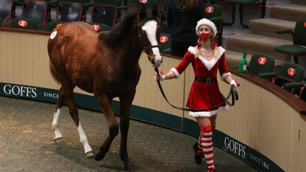 Brenda Shortt leading up the €100,000 Dark Angel colt while dressed as Mrs Claus