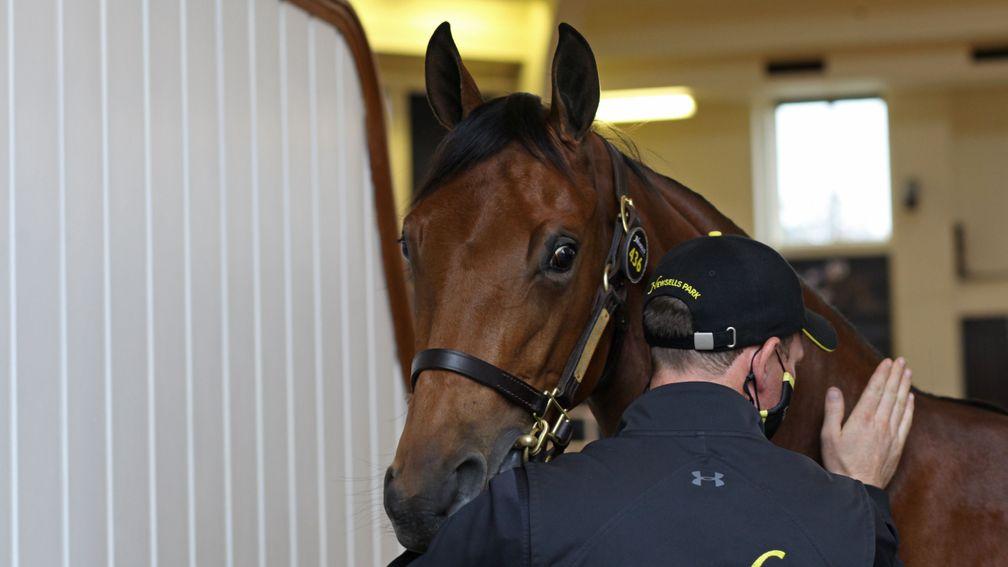 The sales-topping Galileo filly gets a reassuring pat as she exits the Park Paddocks ring