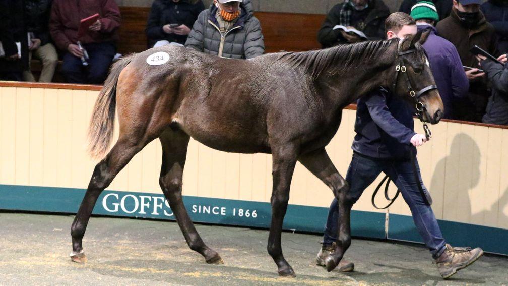 The Camelot colt who topped the session to a bid of €170,000