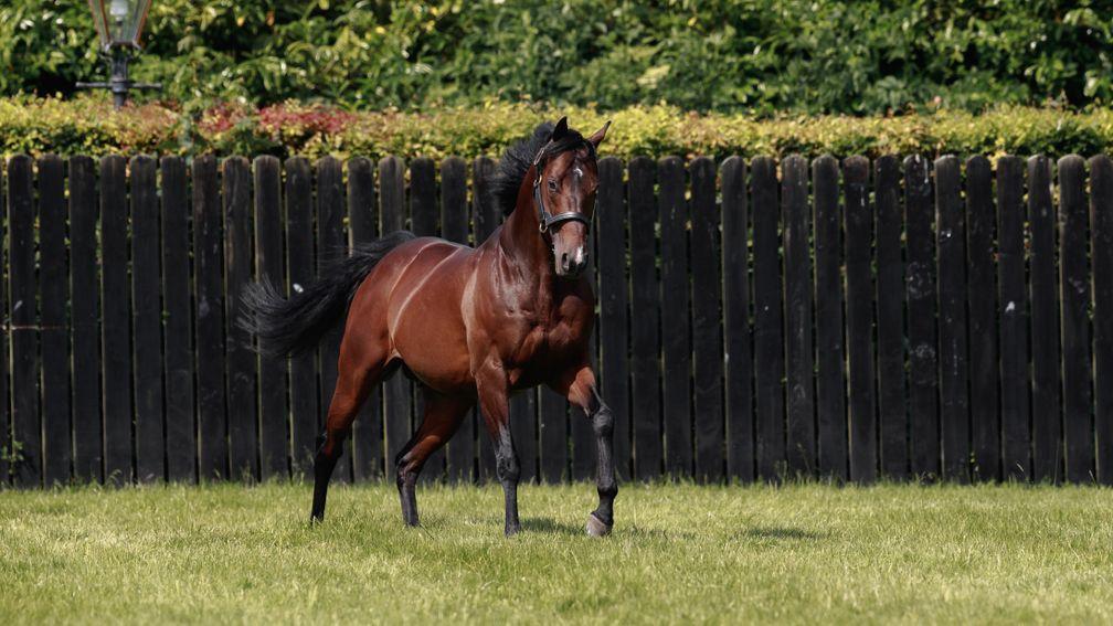 Calyx in his paddock at Coolmore 