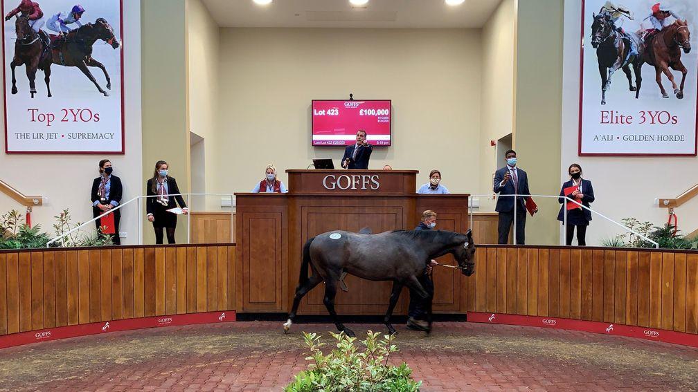 Lot 423: the brother to Yafta sells to Ed Sackville for £100,000