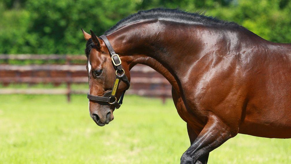 Shalaa: first yearlings by the Al Shaqab stallion were in hot demand in Deauville