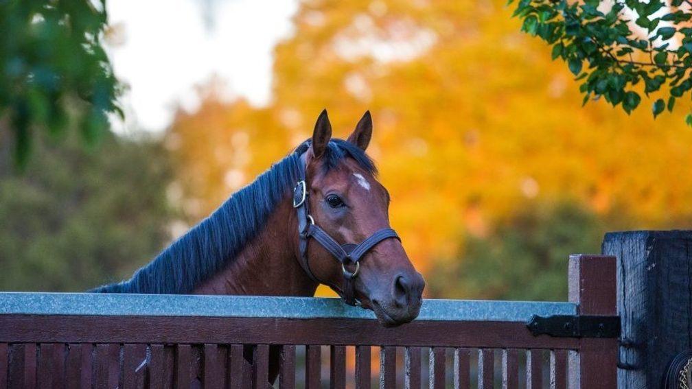 Zoffany: Thunder Moon's sire is priced at €20,000 for 2021