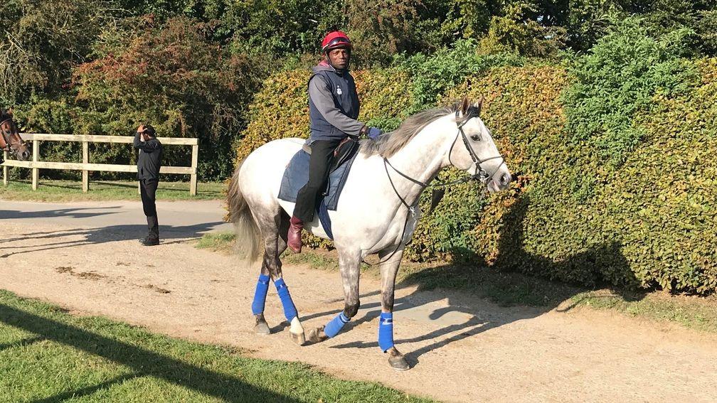 Logician heads to the Al Bahathri on Saturday morning