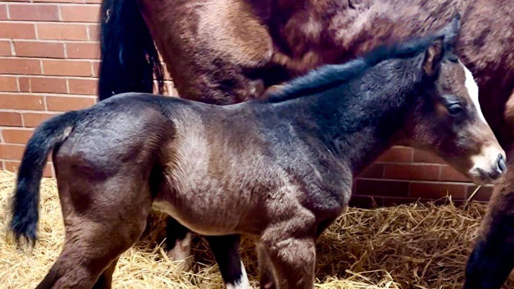 Bearstone Stud's Lope Y Fernandez filly out of Romany Gypsy