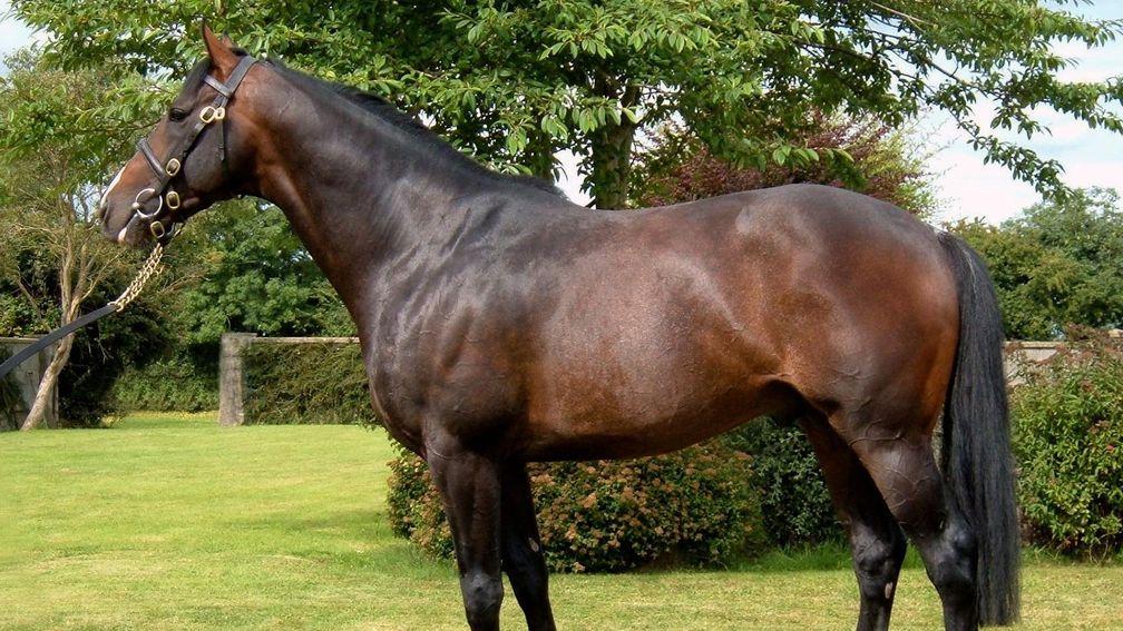 Court Cave (pictured) was the sire of Ballymore winner City Island