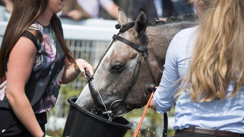 Havana Grey gets a well-earned drink following his victory in the Sapphire Stakes