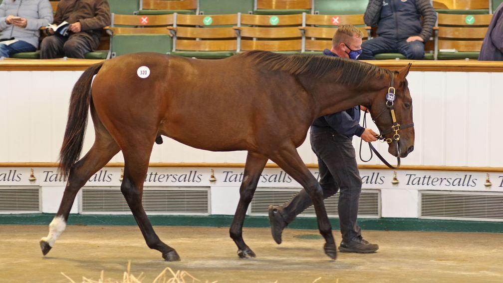 Lot 320: the Lope De Vega colt sells to Godolphin for 900,000gns