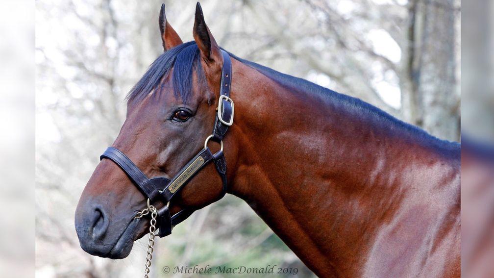 A son of American Pharoah is among the pick of the Frankfort draft