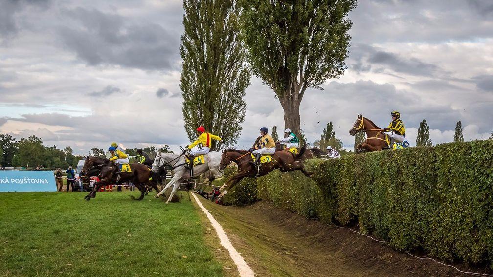 Horses cross the infamous taxis fence in the Velka Parubicka