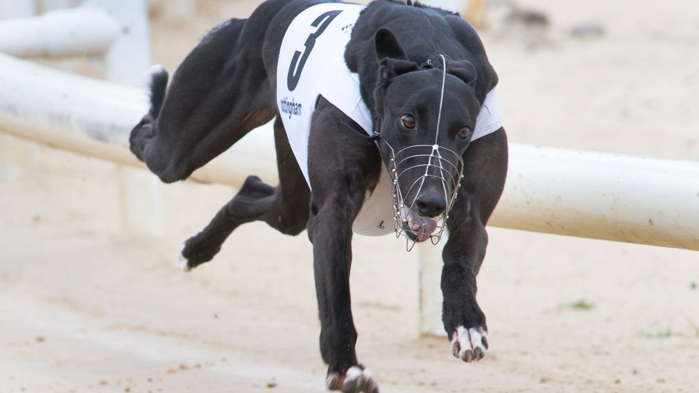 Defending champion Silverhill Freya goes in the Christmas Oaks semis at Shelbourne