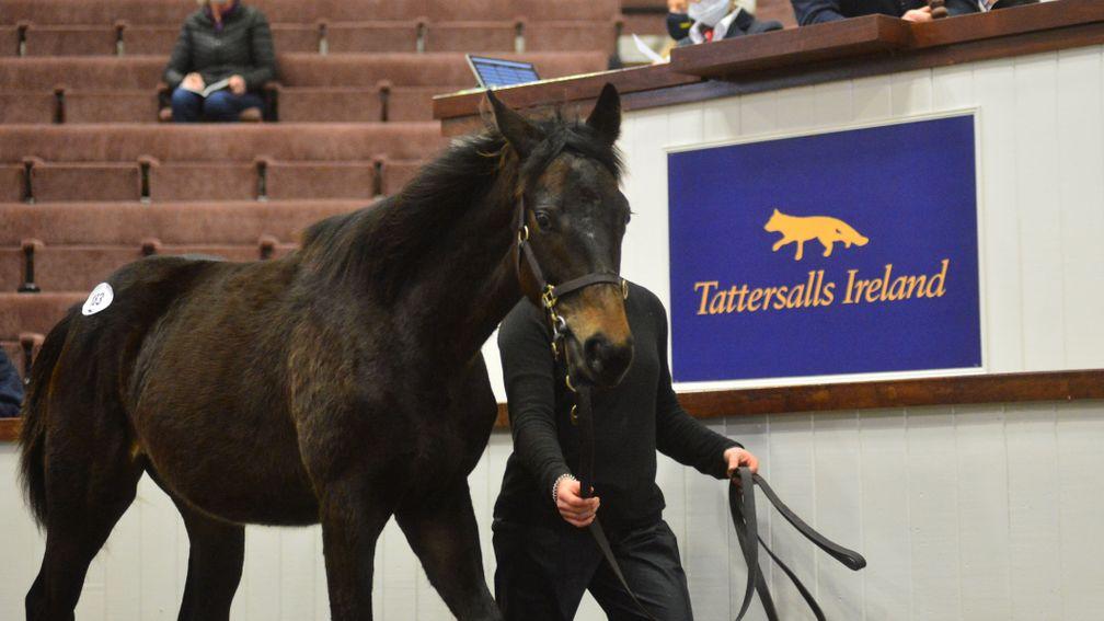 Clonmult Farm consigned this Blue Bresil colt, bought by Richard Frisby