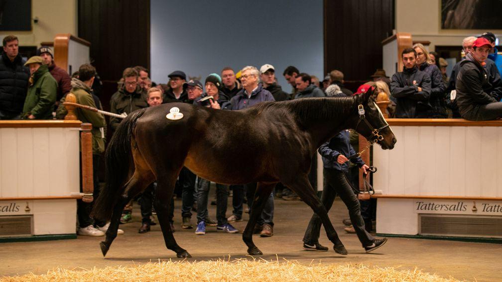 Archangel Gabriel commands 800,000gns during the Sceptre Session at Tattersalls
