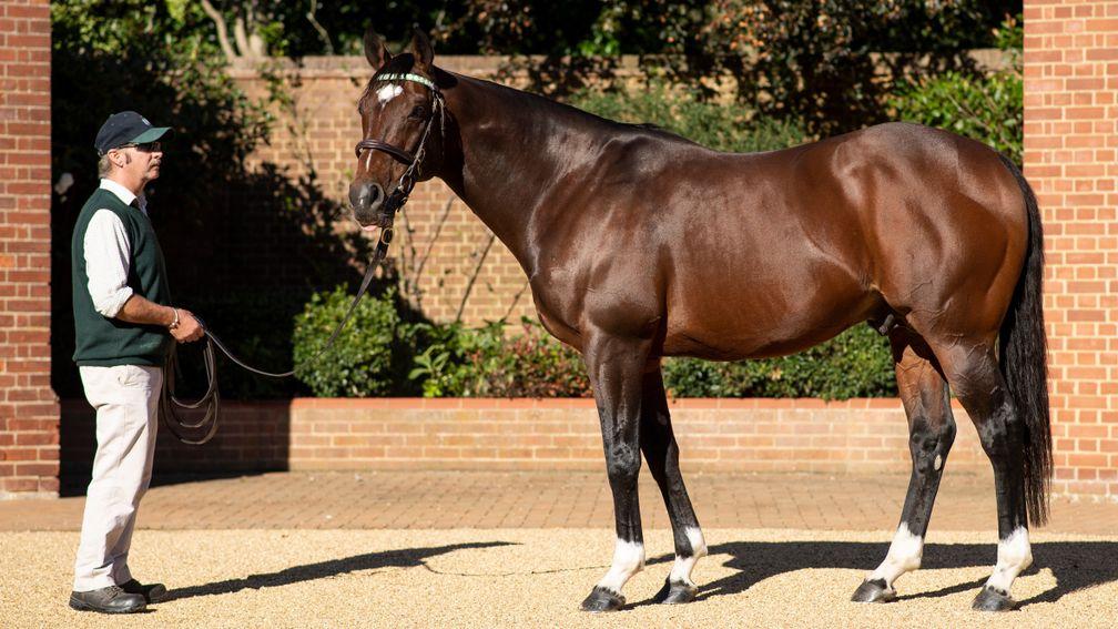 Frankel at Banstead Manor Stud with his ever present stallion man Rob Bowley