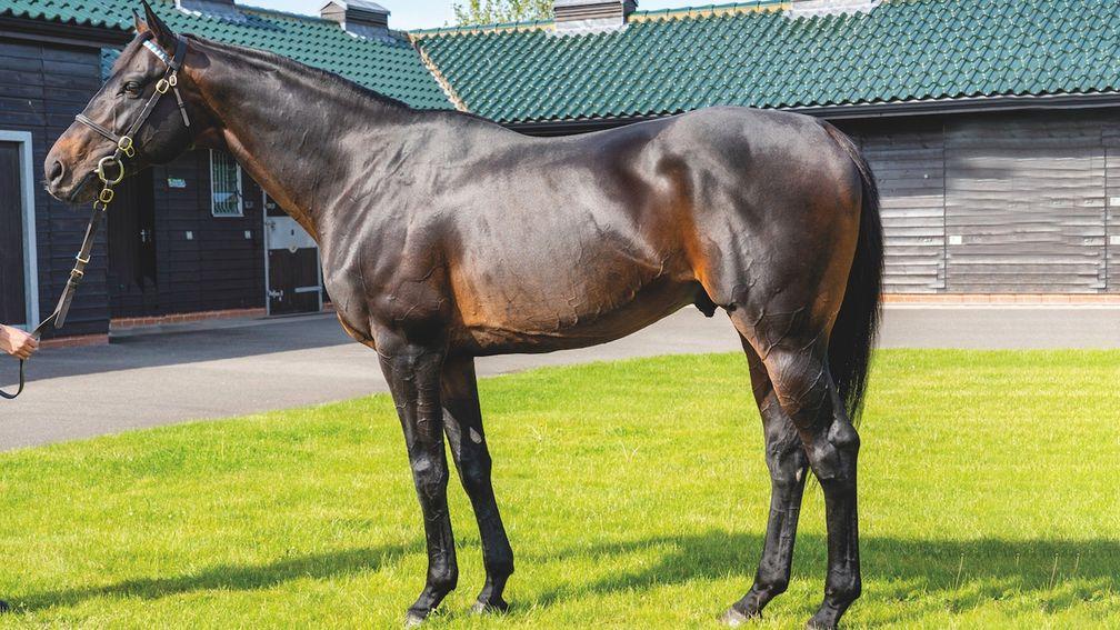 Dee Ex Bee: joins Arctic Tack Stud for the 2022 breeding season