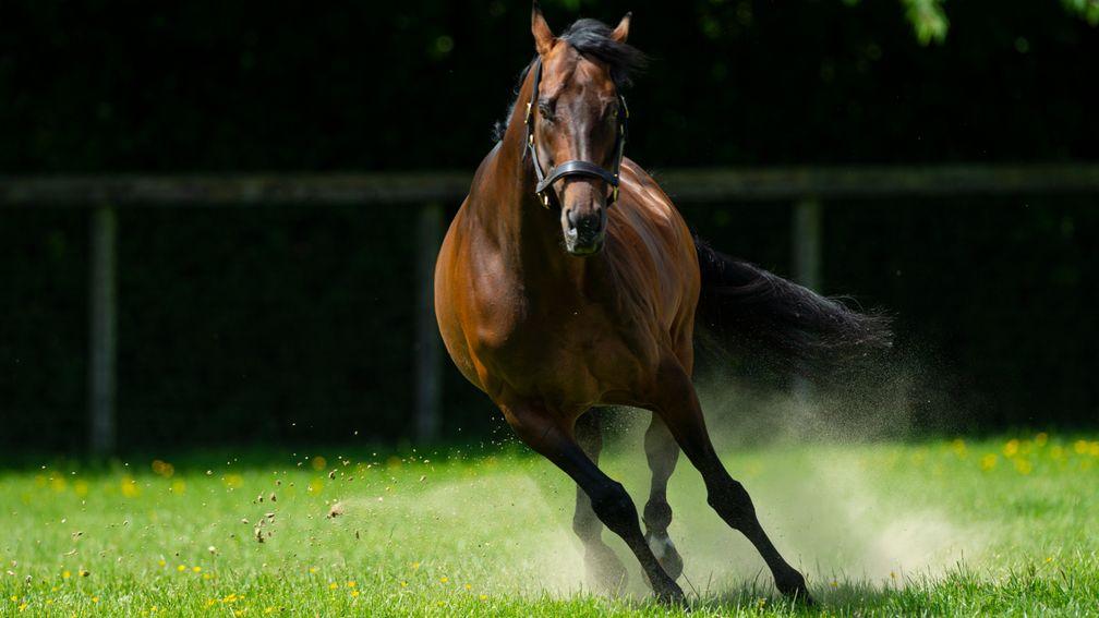 Kingman: Maglietta Fina is carrying a colt by Juddmonte's exciting young sire