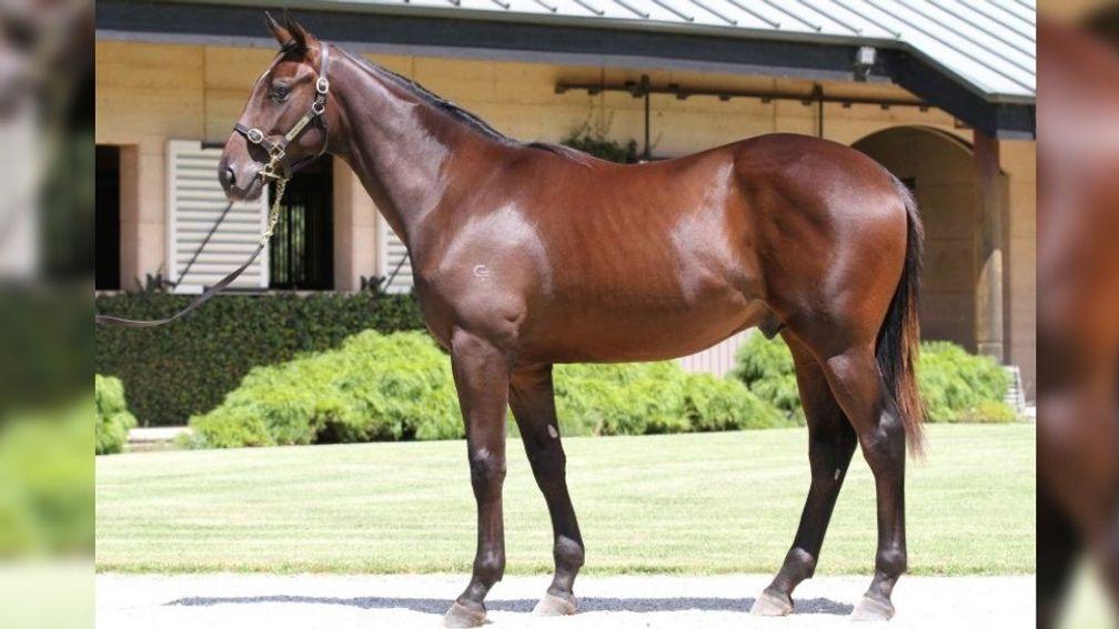 Thalitleozibatler: as a yearling when offered at the 2016 Inglis Melbourne Premier Sale