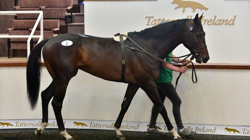 Lot 2 by Sioux Nation set the pace for a hectic day of trading at Tattersalls Ireland
