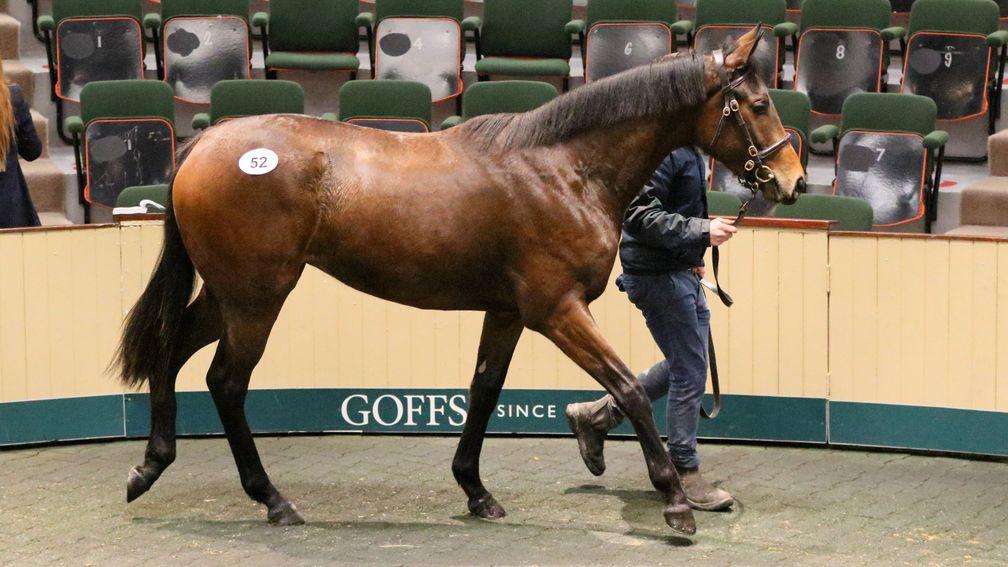 Derrinstown's Teofilo filly who is inbred to Allegretta made €80,000