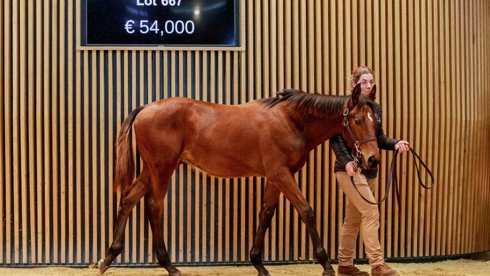 A foal son of Goliath Du Berlais called Lumino Bello sold to Valentine Bloodstock for €54,000 at Arqana on Wednesday