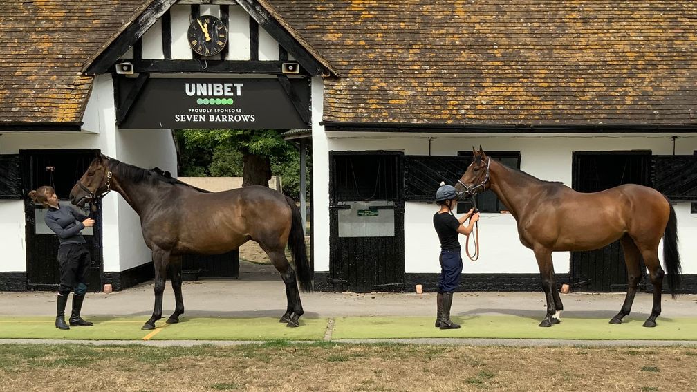 Constitution Hill (left) and Sir Gino (right) at Seven Barrows on Monday morning