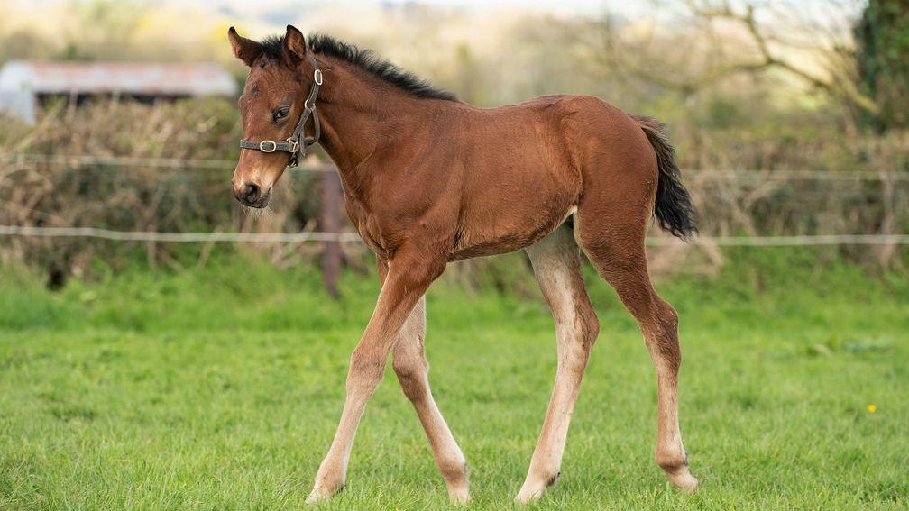 Jane Mangan's In Swoop colt out of Miss Ginsburg
