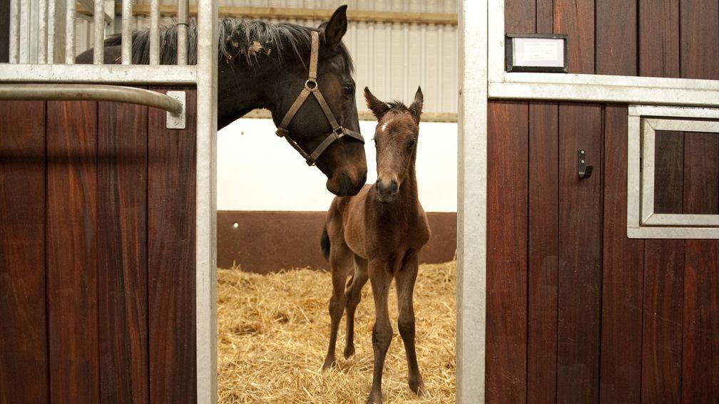 Foals born in Britain must now be notified to Weatherbys within 30 days of birth