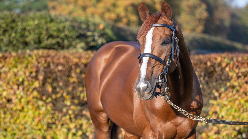 Stradivarius: owner-breeder Bjorn Nielsen is delighted with how his stud career is going