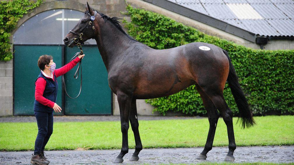 Altior's Walk In The Park half-sister made an impressive €300,000 to Gordon Elliot and Aidan 'Mouse' O'Ryan