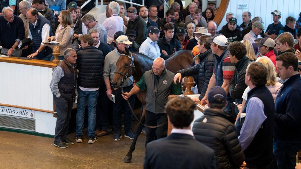Darain: the 3,500,000gns son of Dubawi is led into the packed Tattersalls ring