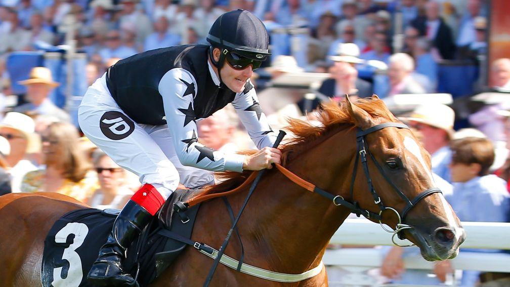 Rumble Inthejungle: new stallion for Norman Court Stud