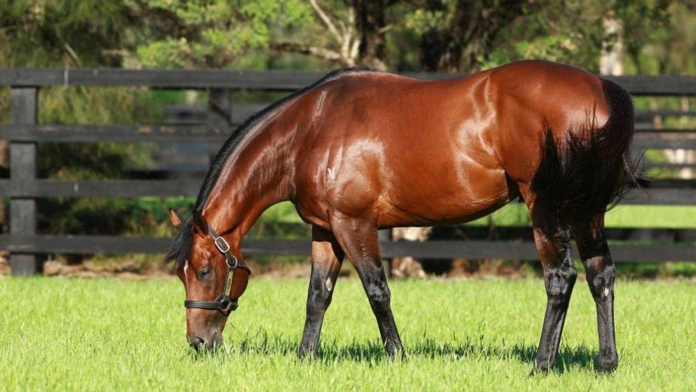 Rubick: hails from the family of Redoute's Choice and Manhattan Rain