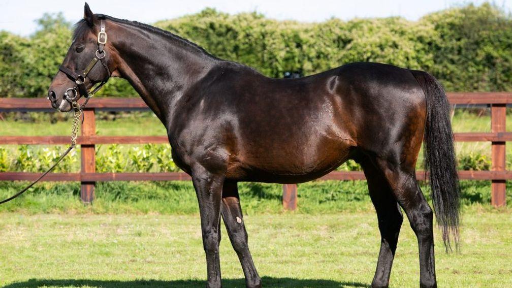 Walk In The Park: Coolmore's supersire 