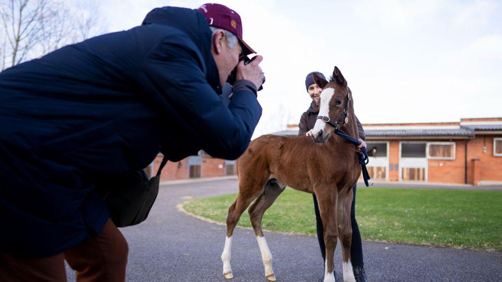 A foal by Kameko poses for the camera