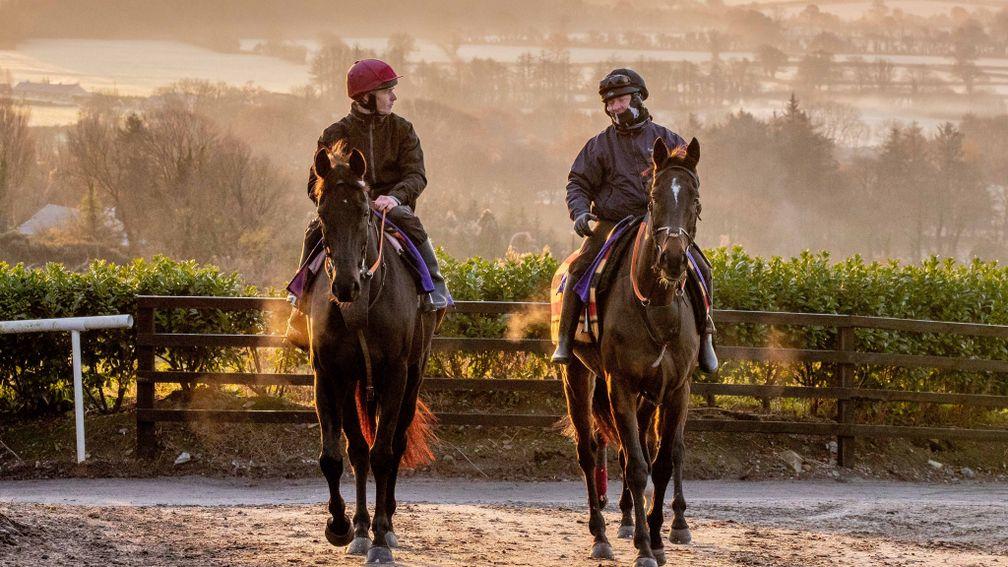 Eric Bloodaxe (left): is one of Joseph O'Brien's best novice hurdle prospects